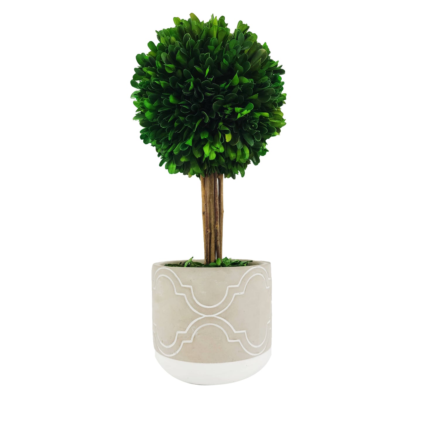 Natural Preserved Boxwood Gray 14" Tall 5.9" Topiary